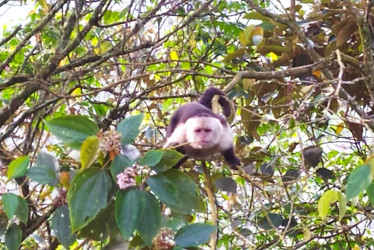 mono capuchino (Cebus capucinus)