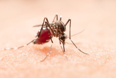 En Palestina fumigaron contra el dengue. El municipio está en alerta roja por reportar 67 casos. El jueves personal de la Territorial de Salud de Caldas y de la Alcaldía local asperjaron por los barrios un químico que combate el mosquito transmisor, el Aedes Aegypti.