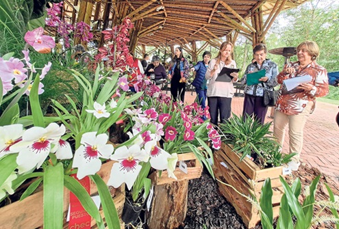 Continúa en Manizales la decimonovena edición de la Exposición Nacional de Orquídeas en el Recinto del Pensamiento, que estará abierta hasta mañana en el horario de 9:00 a.m. a 5:00 p.m. Se tiene habilitada una ruta de transporte circular, gratuita, que sale del Coliseo Mayor y llega al sitio del evento. Participan asociaciones nacionales e internacionales.