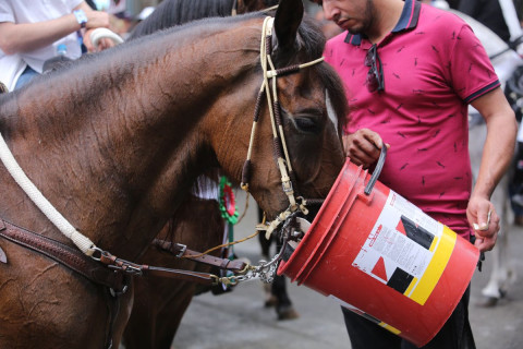 El cuidado de los equinos estuvo a cargo de sus dueños y de la Secretaría de Medio Ambiente de Manizales, que puso a disposición un equipo de reacción inmediata (UPA), una ambulancia y 35 veterinarios.