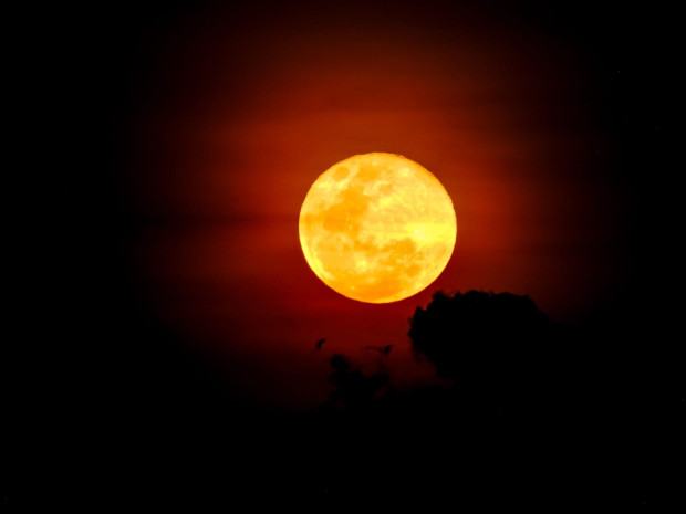 Luna del lobo, por Liliana Aguirre Corrales en La Dorada (Caldas) el martes. 