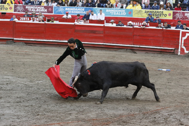 Derechazo de Daniel Orozco al novillo Charlatán de 284 kilogramos. 