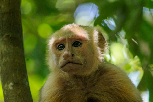 Mono maicero en el Parque Nacional Natural Tayrona. El hábitat de este primate está siendo afectado ya que los turistas les dan comida.