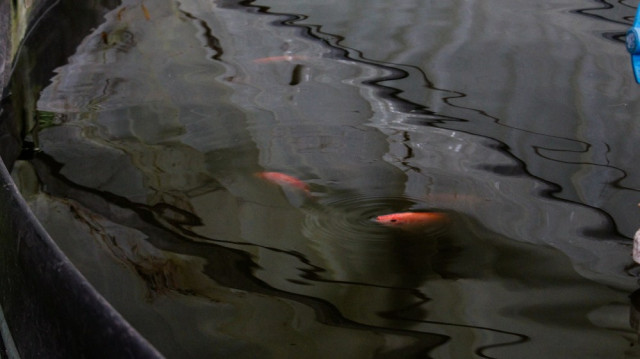 Los pescados pueden tardar hasta 8 meses en tomar su peso ideal de 500 gramos. El clima frío es un factor que influye en que el crecimiento sea tan lento.