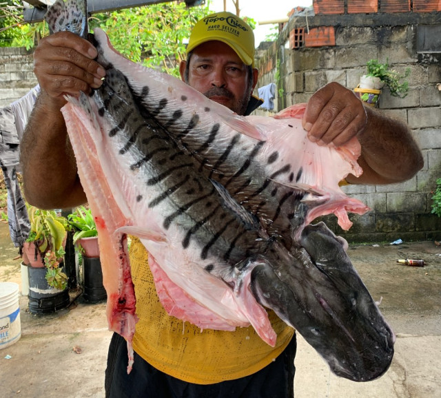 José Tulio Cadena prepara un bagre de 4 kilos y casi 80 cm de largo que vendió en $110 mil.