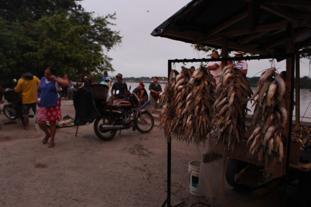 Los Nicuros son expuestos en cada puesto. Cada racimo de peces puede tener hasta 50 y su precio ronda los $70 mil.