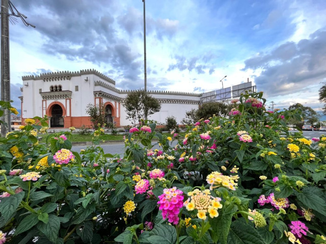 Los Cinco Negritos (lantana camara) adornan la Avenida Centenario al igual que la Monumental Plaza de Toros de Manizales.