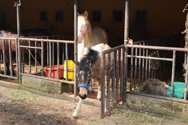 Perla y Mago salen de su pesebrera sin necesidad de una cuerda. Princesa era una yegua de carga en el Tronío y ahora vive libre en otro potrero de la hacienda.