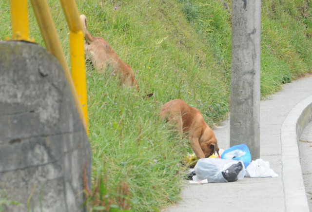 La UPA funciona las 24 horas para animales callejeros en situaciones de urgencia y los pueden trasladar directamente al lugar, índica la Secretaría del Medio Ambiente.