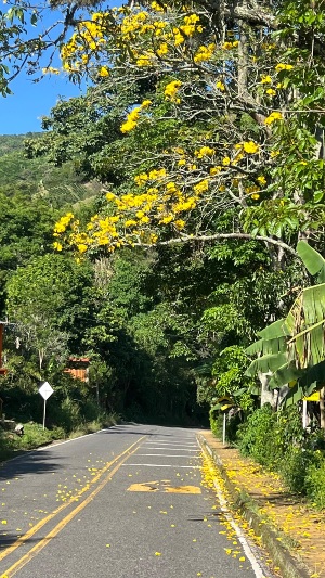 FLores amarillas que entapetan la vía al caer del guayacán.