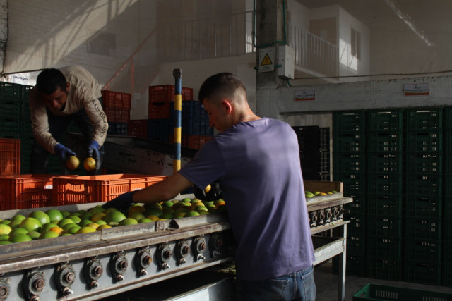 Cada año, Caldas  exporta aproxima- damente 1.200  toneladas de cítricos, llegando a mercados como el Caribe y Estados Unidos, según el presidente de Citricaldas, Andrés Londoño.