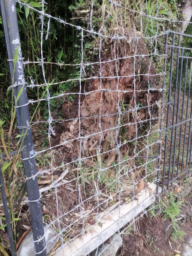 Foto | Cortesía | LA PATRIA Así lucía el tallo del árbol antes de caerse.