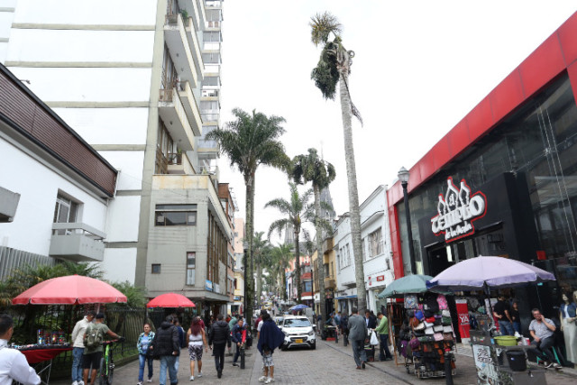 Las palmeras de la carrera 23 están dispuestas en ambos lado de la calle en casi todo el sector del centro de la capital caldense.