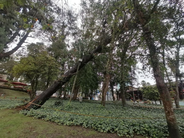 Un pino localizado en el sector de El Cable será retirado de la zona este martes para prevenir un desastre. Según la Secretaría de Medio Ambiente de Manizales, debido a las lluvias de los últimos días su base registra una fisura considerable que generó una inclinación superior a los 45 grados.