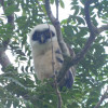 El polluelo de búho de anteojos (Pulsatrix perspicillata) avistado a principios de este mes en el parque de Pueblo Nuevo (Pensilvania).