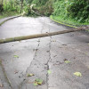 Caída de árboles y derrumbes por las lluvias en Manizales y Villamaría 