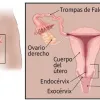 Cuello uterino