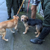 Los uniformados encontraron los animales en malas condiciones de salud.