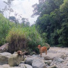 La vaca en medio del río Chinchiná.