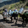 Carga de leche en Villamaría, Caldas (foto). Los lecheros en Caldas no tienen suficientes compradores, a pesar de que la temporada de lluvia aumenta la producción. La Gobernación ofrece tres soluciones.