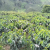 Durante el primer semestre de este año se vieron floraciones en los cultivos de café. En la imagen, la vereda Guayabal de Chinchiná (Caldas).