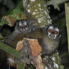 Monos nocturnos (Aotus lemurinus) registrados el viernes, 19 de julio, en la Universidad de Manizales. 