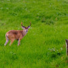 El venado de cola blanca, avistado a mediados de junio por la vereda Benavista, de Manizales. 