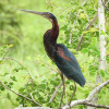 La garza agamí (Agamia agami) el 27 de junio en la charcha de Guarinocito en La Dorada (Caldas).