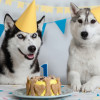 Perros celebrando su cumpleaños