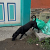 Van 26 perros y gatos envenenados en Belén de Umbría 