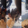 Momento en el que el dueño del perro pitbull intenta que suelte al gato en el centro de Chinchiná.