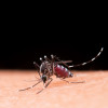 Dengue en Caldas