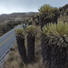 La medida de pico y placa ambiental se inicia desde el sector de La Esperanza (Manizales) hasta Murillo (Tolima), por la vía que bordea el volcán Nevado del Ruiz.