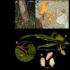 Las especies identificadas en Colombia son Matisia genesiana, Matisia mutatana y Matisia rufula, todas de la familia del algodón. 