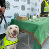 Axel, canino de la Policía de Manizales.