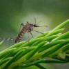 Aedes aegypti