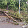 Foto | Cortesía Secretaría de Medio Ambiente | LA PATRIA  El árbol cayó debido a las fuertes lluvias.