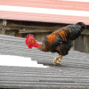 Al segundo día sobre el tejado el gallo picoteaba los techos tratando de encontrar alimento.