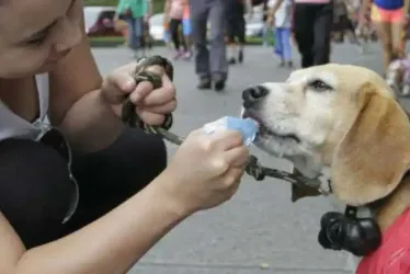 Marcha de mascotas