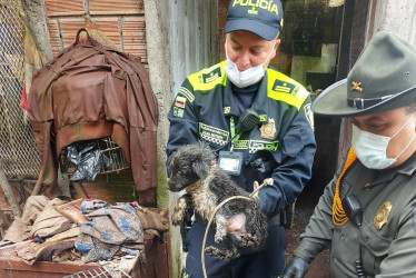 A los animales los rescataron y ahora buscan al hombre que los tenía hacinados.