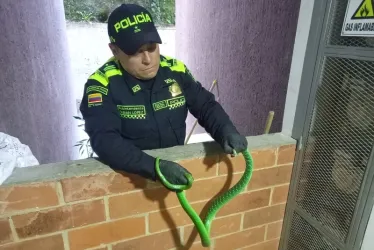 Esta es la culebra que recuperó la Policía Ambiental de Manizales. 