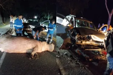 El sitio del accidente en el que un carro colisionó contra un hipopótamo.