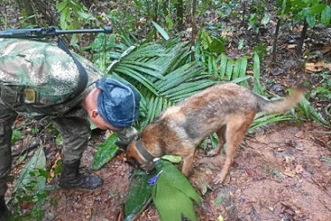 Gracias a la orientación del canino Ulises, las Fuerzas Especiales encontraron un refugio improvisado y elementos que darían indicios del rastro de los menores desparecidos tras el accidente de la aeronave Cessna 206.