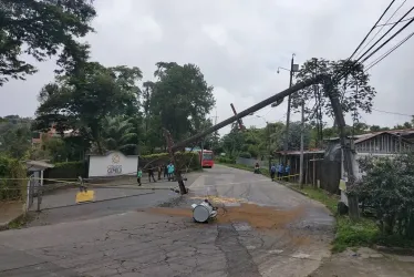 El sitio donde se cayó el árbol. 