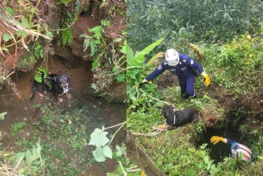 El rescate del perro en la vereda La Paz, de San José. 