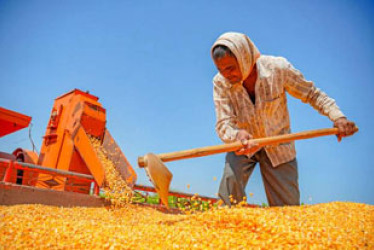 Foto | Freepik | LA PATRIA  El precio del maíz también depende de la sequía en Europa y la gravedad del fenómeno de El Niño.