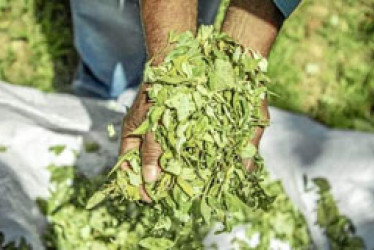 Foto | Tomada del Instagram de Futuro Coca | LA PATRIA En el Cauca secan la hoja de coca para utilizarla como abono orgánico.