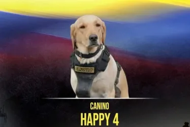  El canino de raza labrador Happy 4 