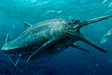 El ictiosaurio gigante, que significa lagarto pez gigante, tenía un tamaño de más de 25 metros. Los restos fósiles hallados indican que el reptil aún se encontraba en crecimiento.