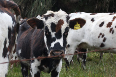 Las mejoras a la Planta de Beneficio Animal del municipio buscan que esta cumpla con el mínimo del 75% de los requisitos sanitarios establecidos por el Invima y asegura la calidad de la carne que llega a los consumidores.